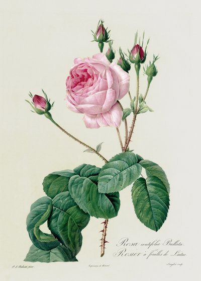 Rosa Centifolia Bullata, from 